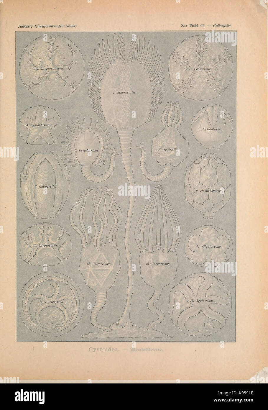 Kunstformen der Natur (Tafel 90) BHL47388439 Foto Stock