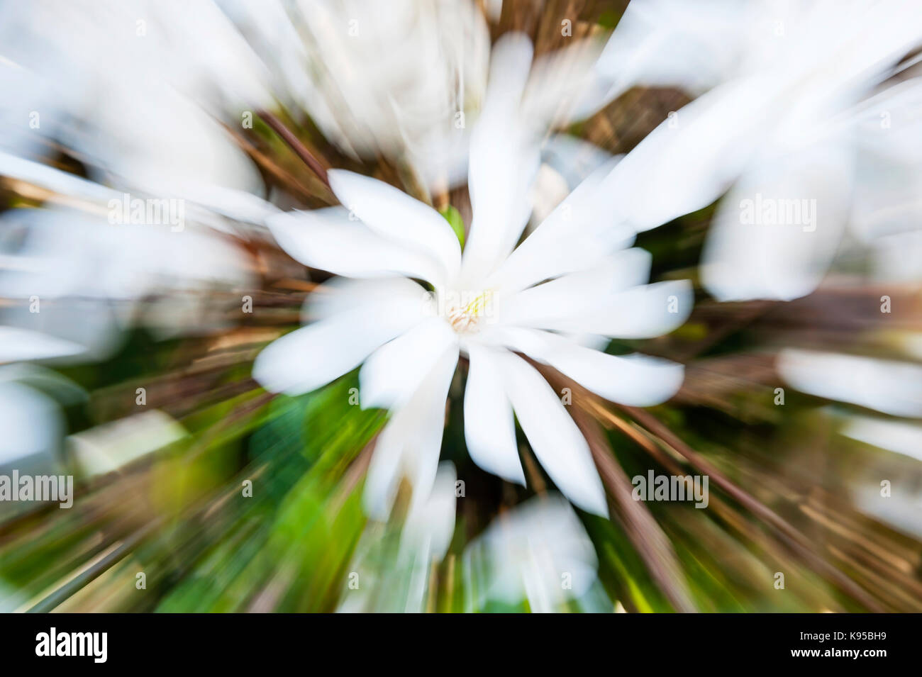 Zoom indietro di una Magnolia stellata fiore Foto Stock