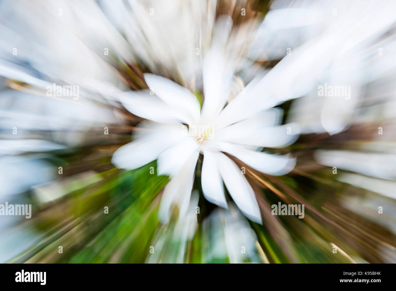 Zoom indietro di una Magnolia stellata fiore Foto Stock