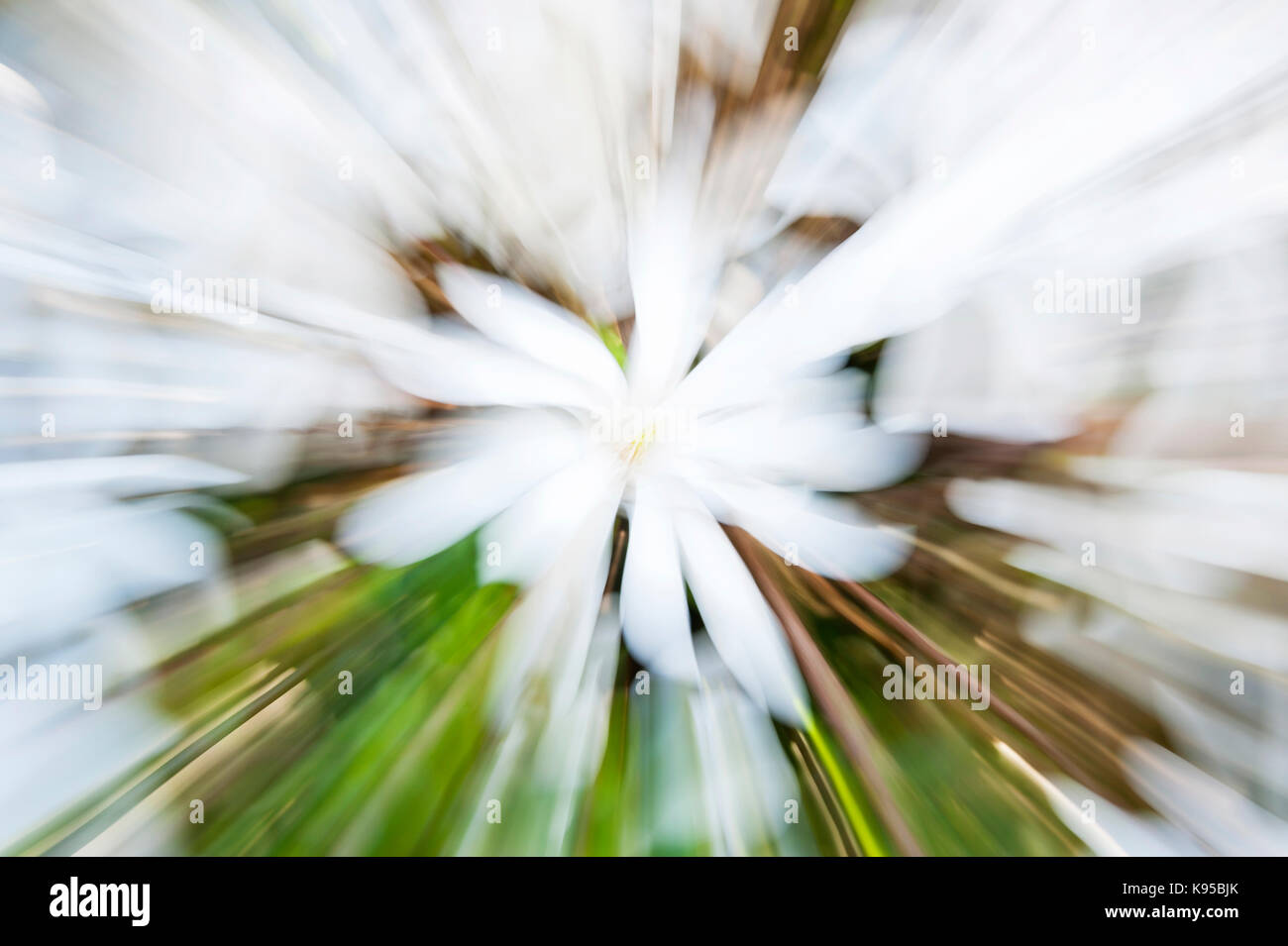 White Star Magnolia movimento sfocato Foto Stock