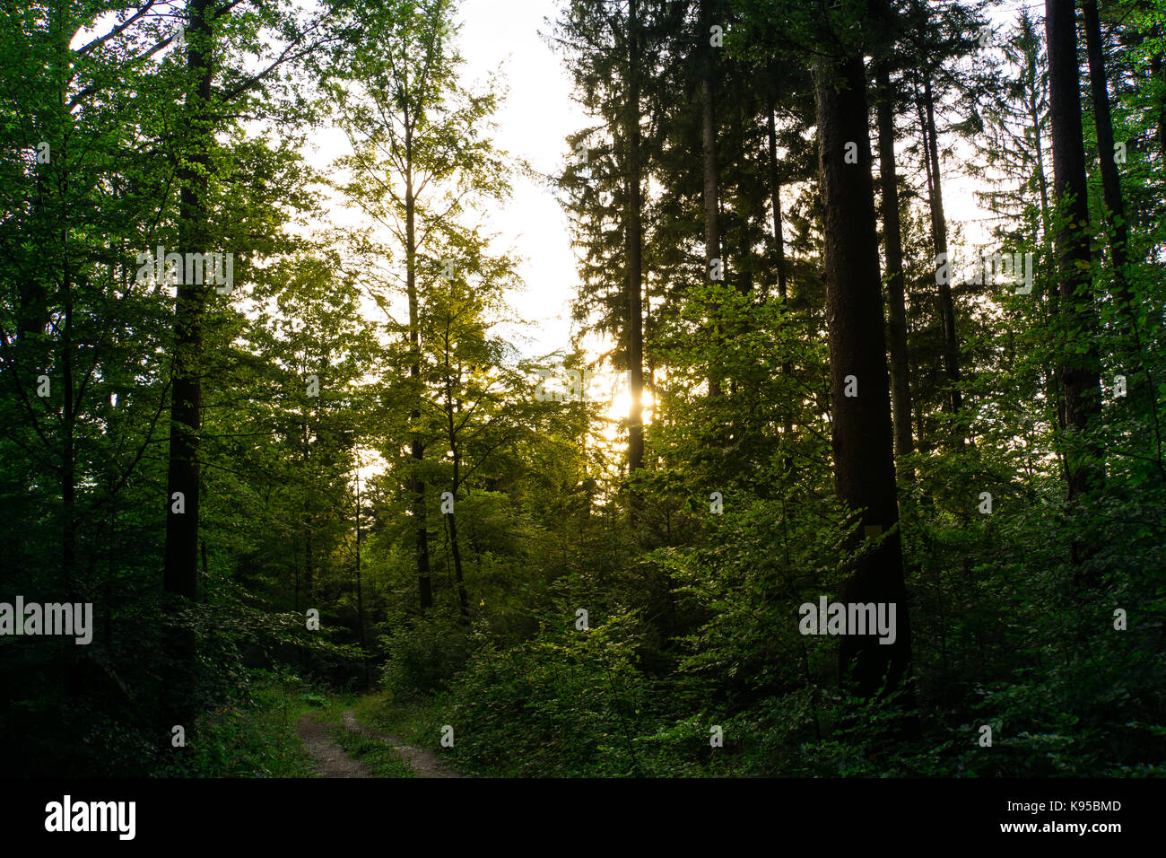 Foresta Nera Germania vicino a Friburgo all'alba con luce calda del sole e il verde degli alberi Foto Stock