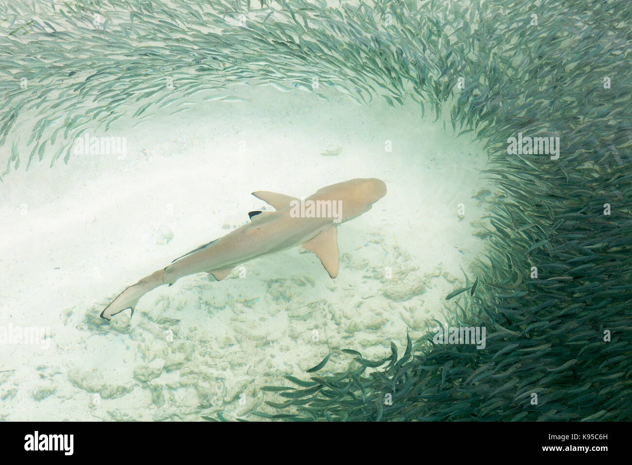 Maldive - un blacktip Shark Reef ( carcharhinus melanopterus ) nuota attraverso una secca di piccoli pesci; Maldive, asia Foto Stock