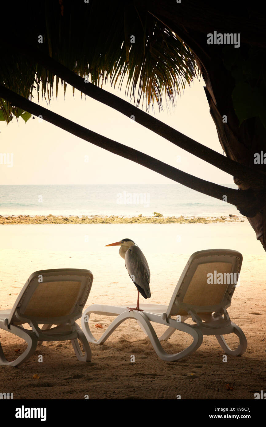 Grigio Heron sulla spiaggia, Atollo Rasdhoo, Maldive, Asia Foto Stock