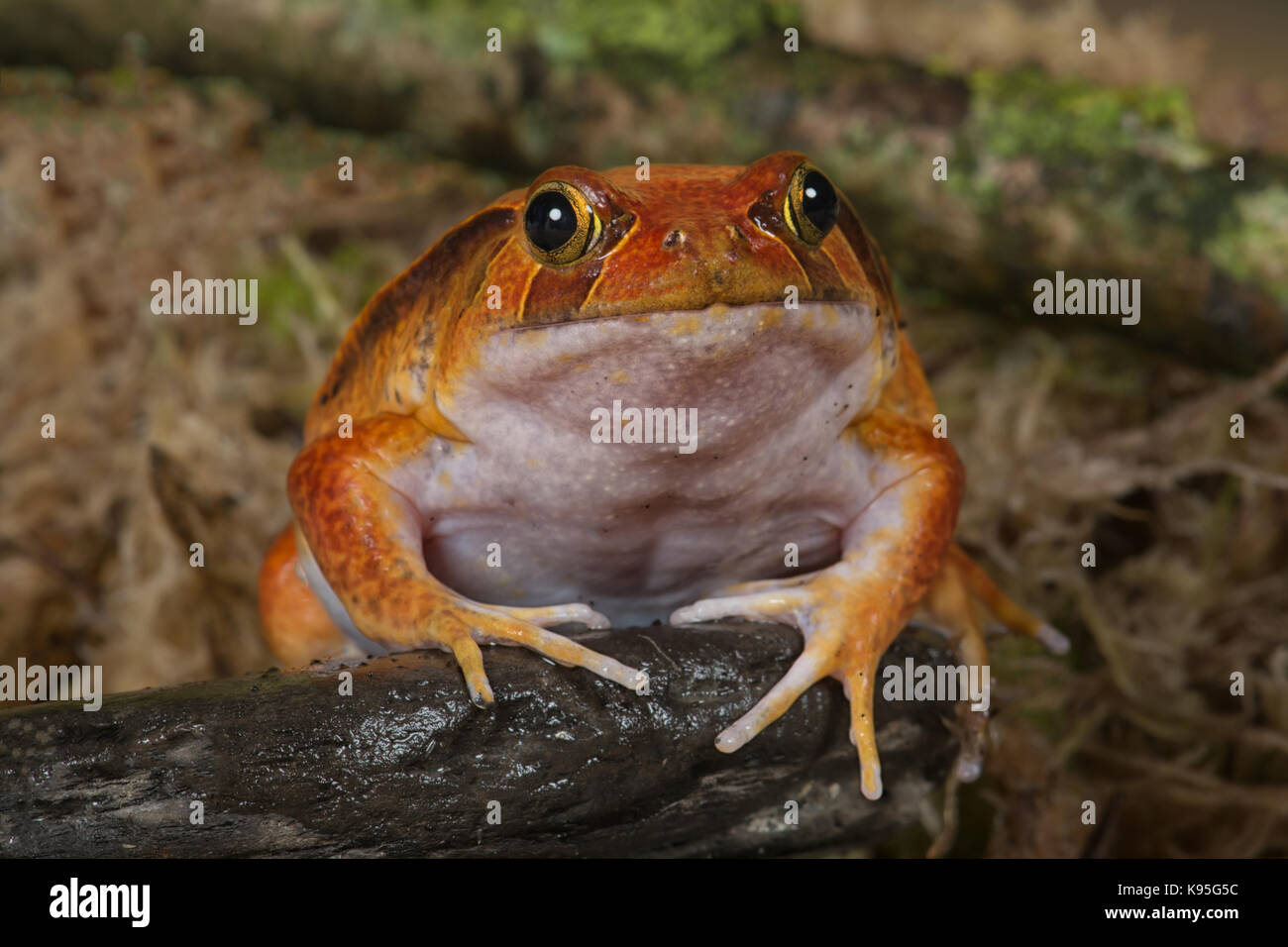 Molto vicino che mostra la faccia piena di una rana pomodorro rivolta verso la telecamera Foto Stock