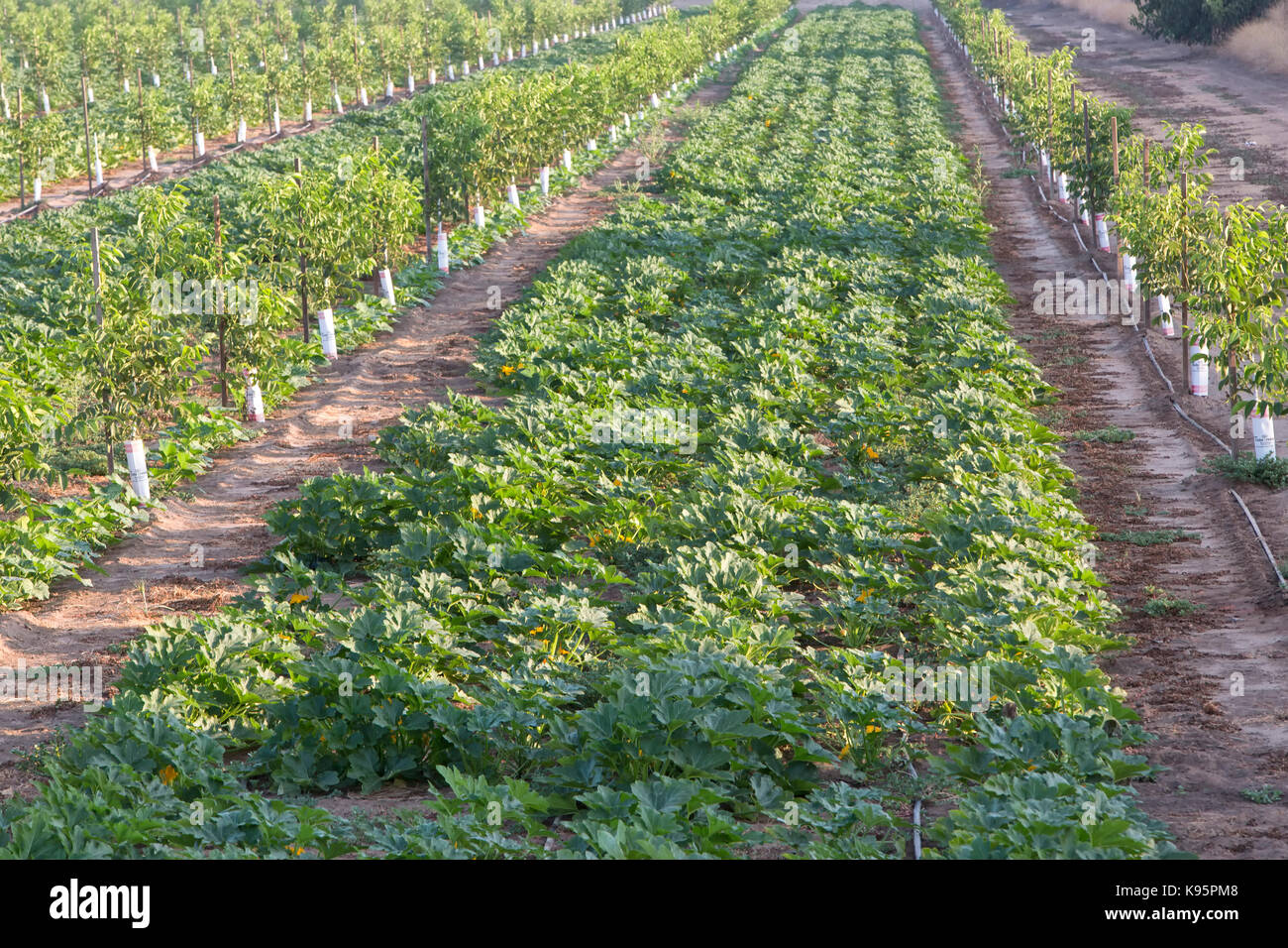 Intercropping, giovane inglese frutteto di noce, Chandler varietà " Juglans regia' consociata con Green Acorn squash 'Cucurbita pepo var. turbinata' . Foto Stock