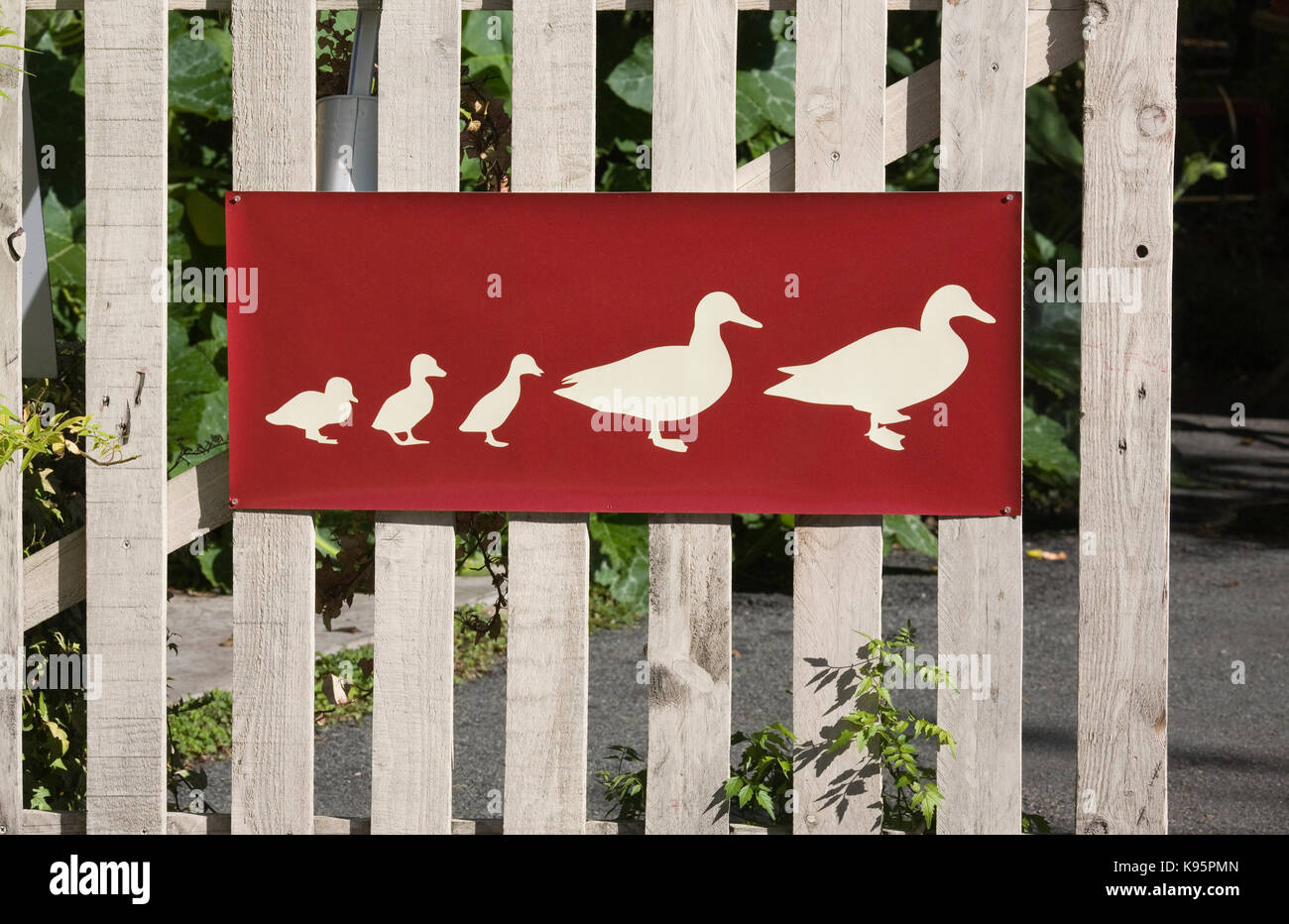 Le anatre e le ochette attraversando segno. Foto Stock