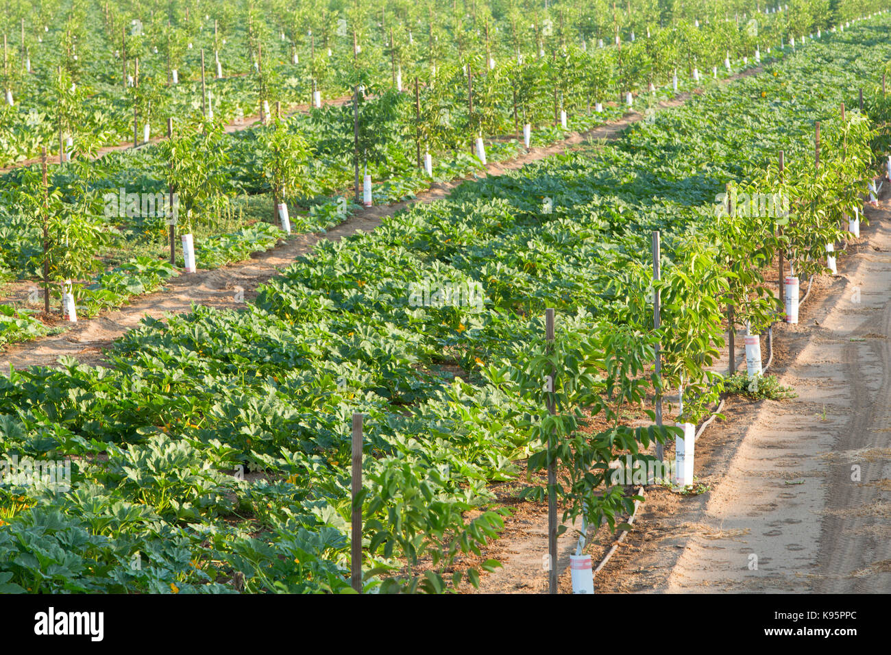 Intercropping, giovane inglese frutteto di noce, Chandler varietà " Juglans regia' consociata con Green Acorn squash 'Cucurbita pepo var. turbinata' . Foto Stock