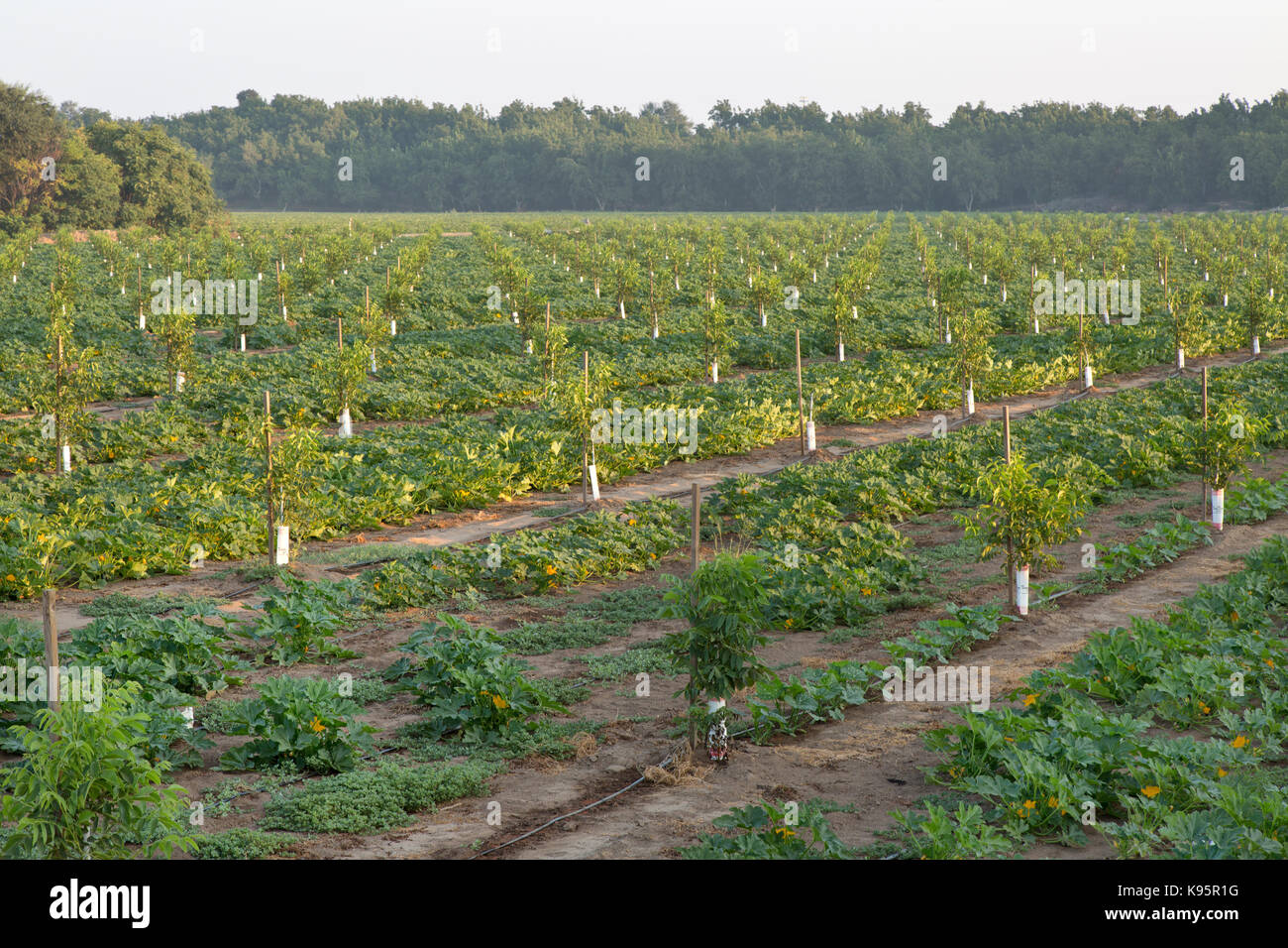 Intercropping, giovane inglese frutteto di noce, Chandler varietà " Juglans regia' consociata con Green Acorn squash 'Cucurbita pepo var. turbinata' Foto Stock