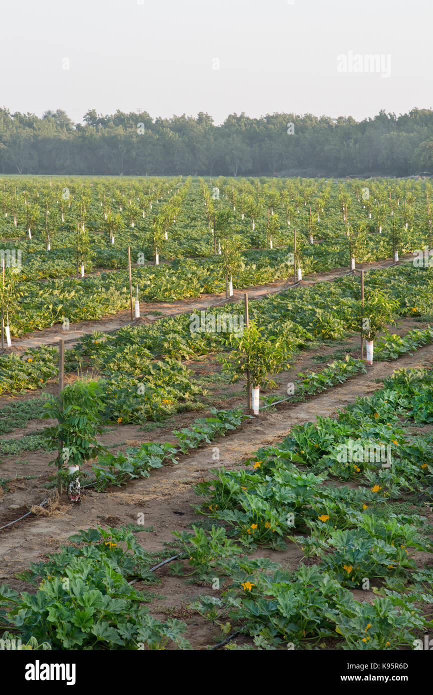 Intercropping, giovane inglese frutteto di noce, Chandler varietà " Juglans regia' consociata con Green Acorn squash 'Cucurbita pepo var. turbinata' Foto Stock