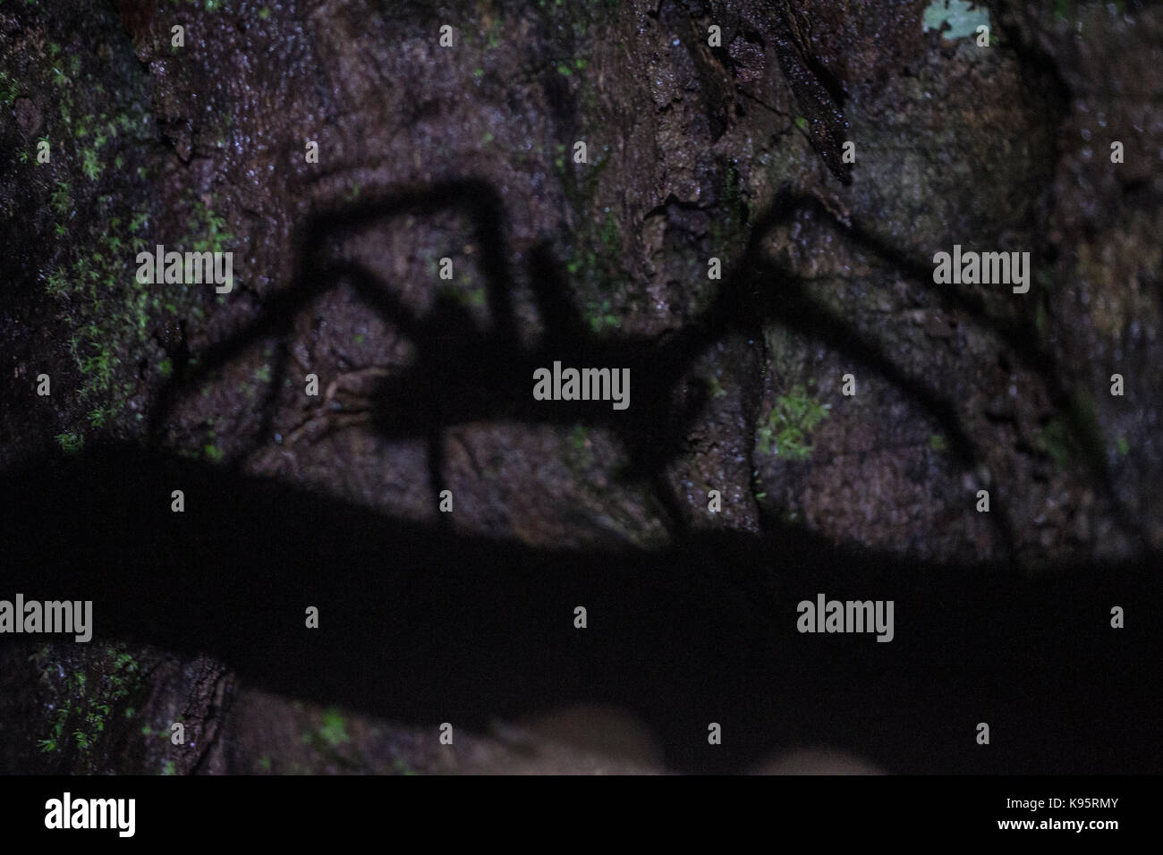 Una silhouette di un brasiliano girovagando ragno Phoneutria (sp). Foto Stock