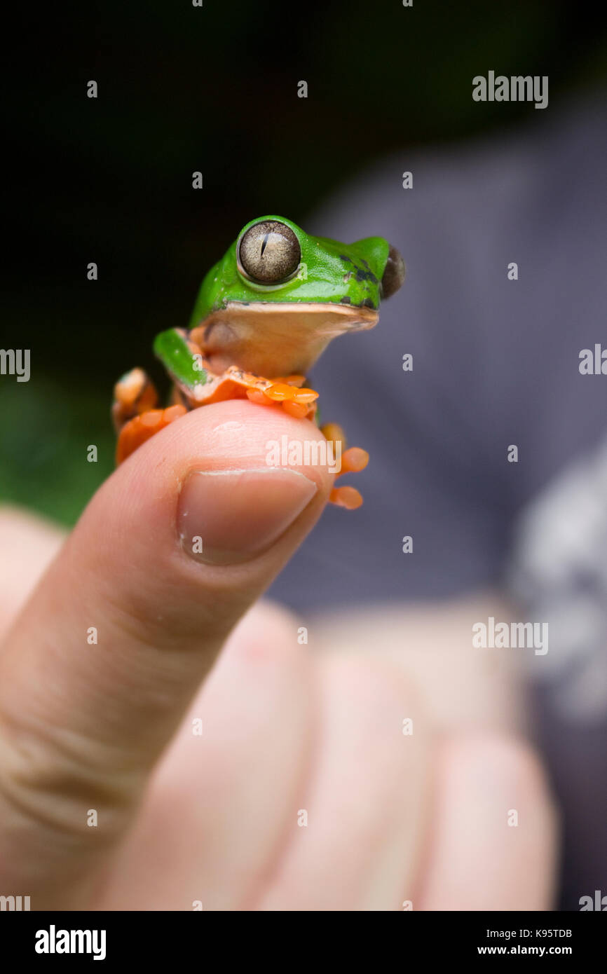 Una fotografia di una foglia sbarrata (rana Phyllomedusa tomopterna) Foto Stock