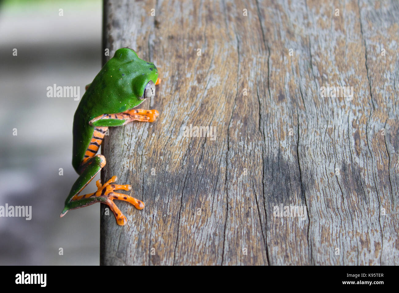 Una fotografia di una foglia sbarrata (rana Phyllomedusa tomopterna) Foto Stock