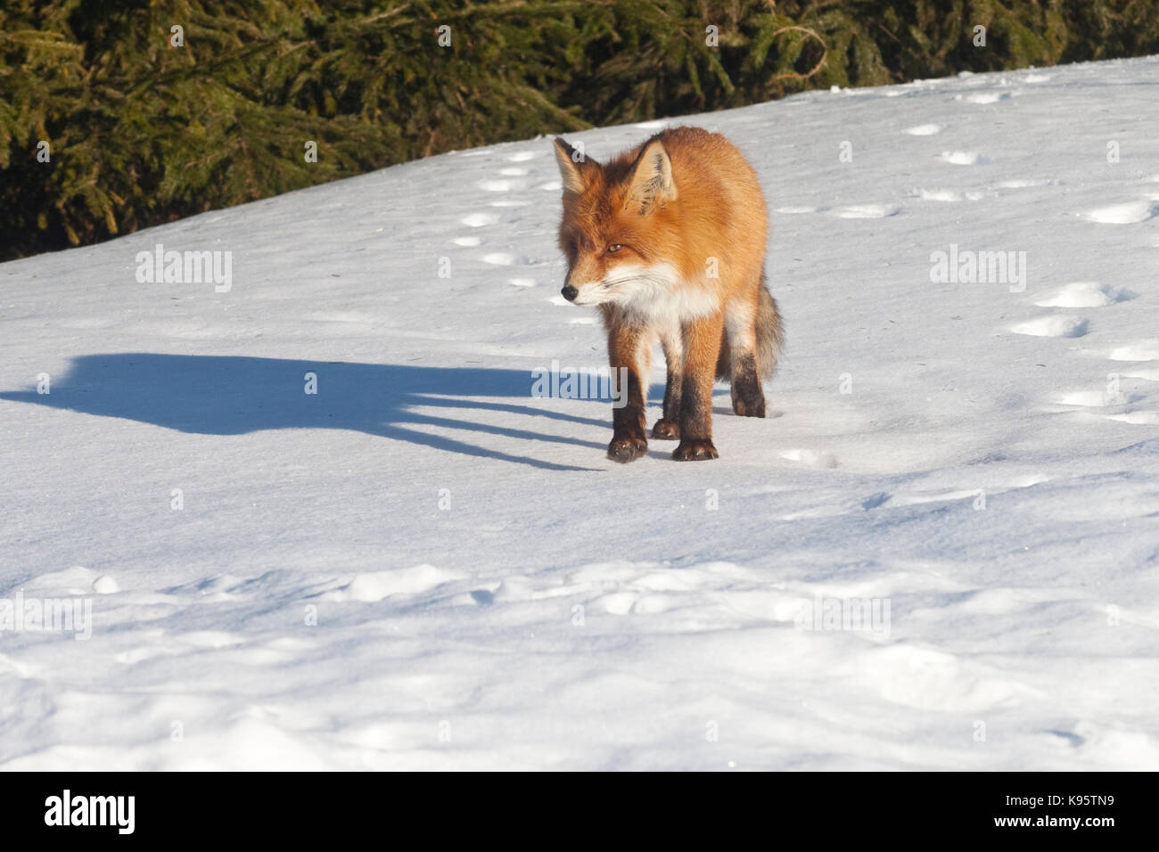 La volpe rossa (Vulpes vulpes vulpes) Foto Stock