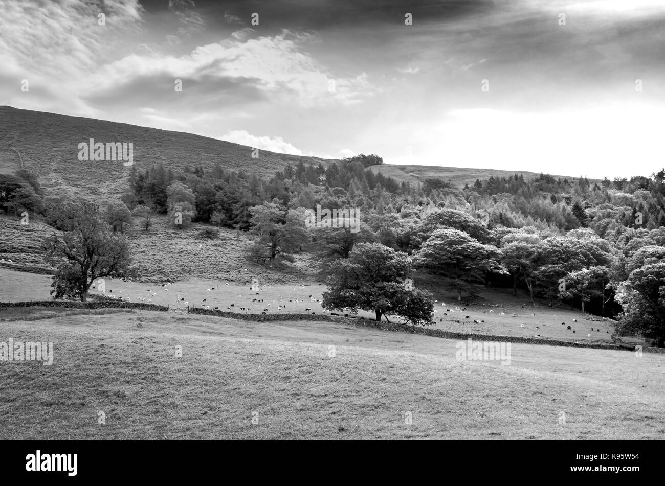 Gli animali della fattoria nella campagna inglese del distretto del lago in bianco e nero Foto Stock