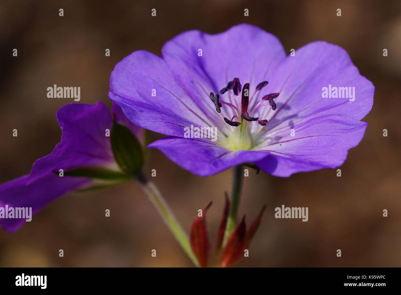 Ashy cranesbill (geranio cinereum), fiori d'estate Foto Stock