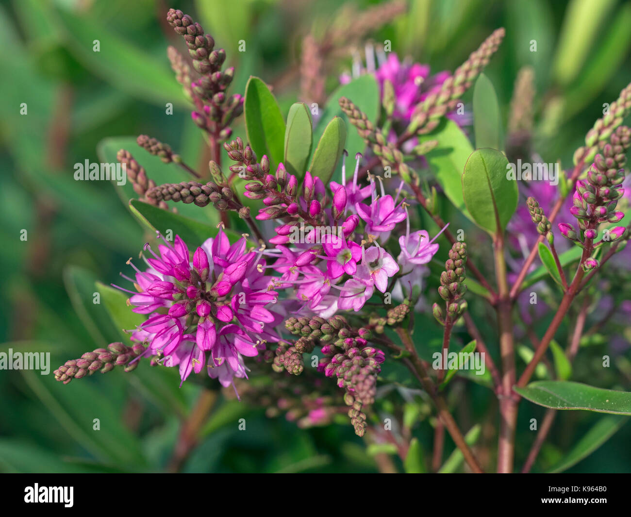 Hebe remmonda o bordo rosso in fiore nel confine di autunno Foto Stock