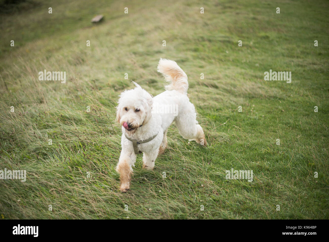 Un golden doodle nel South Downs. Foto Stock