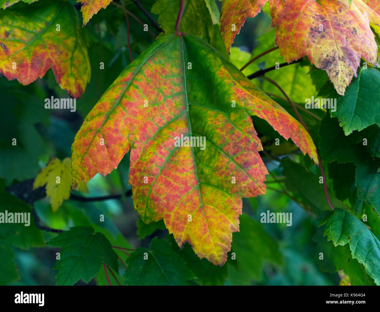 Acero Rosso (acer rubrum) lascia la modifica Foto Stock