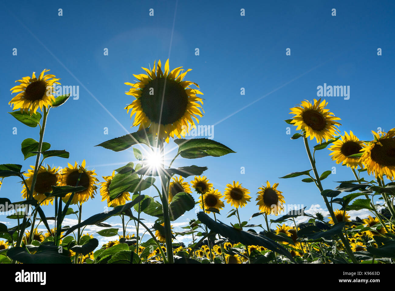 I girasoli su un campo con il sole sul cielo nella stagione estiva Foto Stock