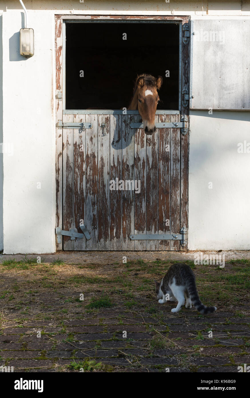 Un Lusitano Foal guardando un gatto grigio e bianco Tabby Dall'interno delle sue scuderie Foto Stock