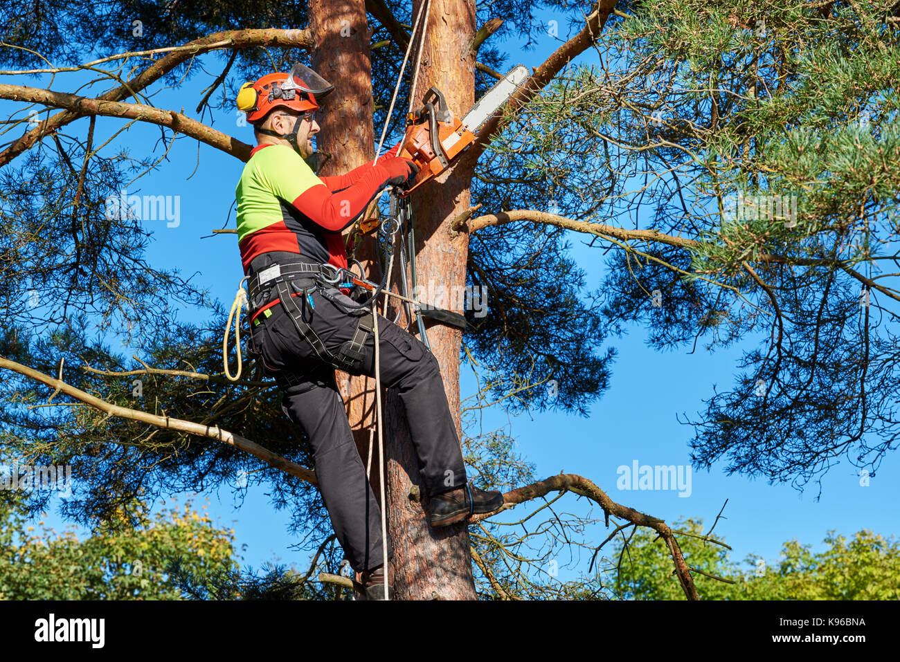 Lumberjack con SAW e il sistema di cavi di arrampicarsi su un albero Foto Stock