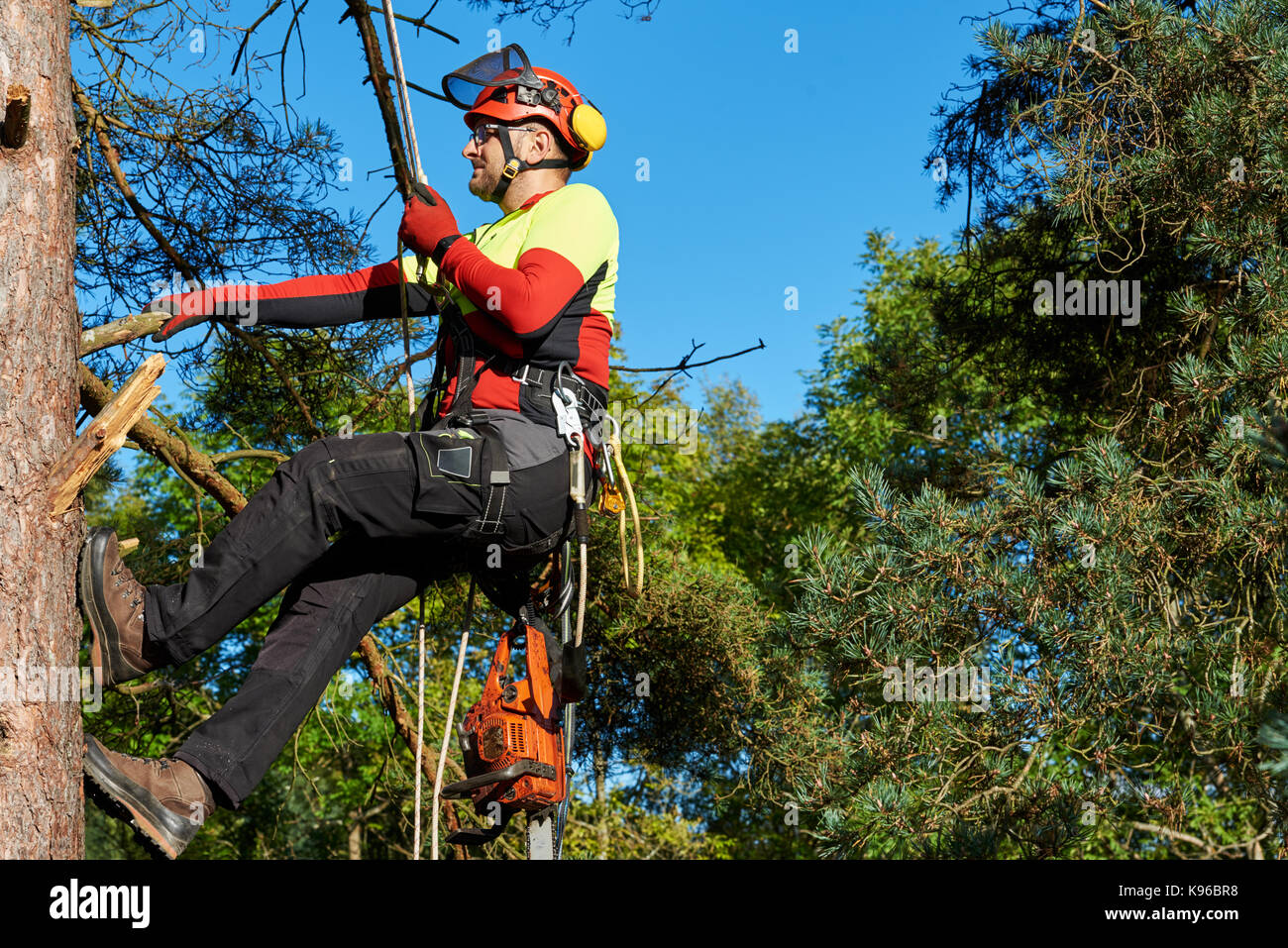 Lumberjack con SAW e il sistema di cavi di arrampicarsi su un albero Foto Stock