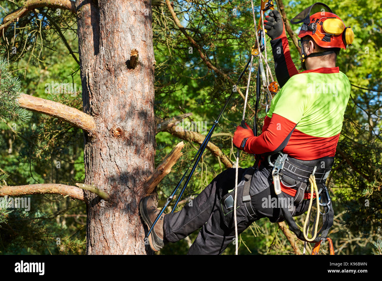 Lumberjack con SAW e il sistema di cavi di arrampicarsi su un albero Foto Stock