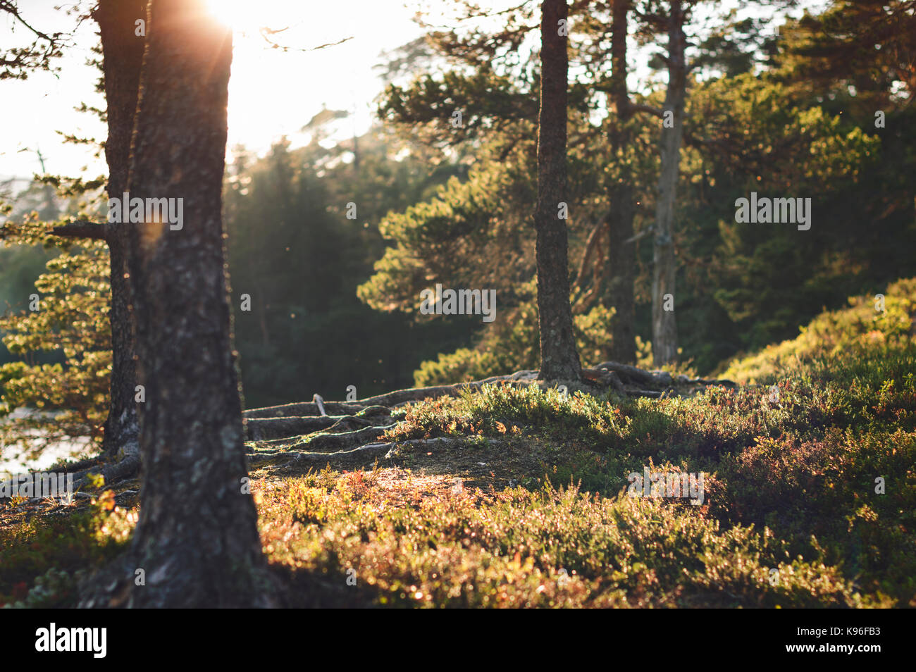 Tramonto in una foresta norvegese. hardangervidda, Norvegia. Foto Stock