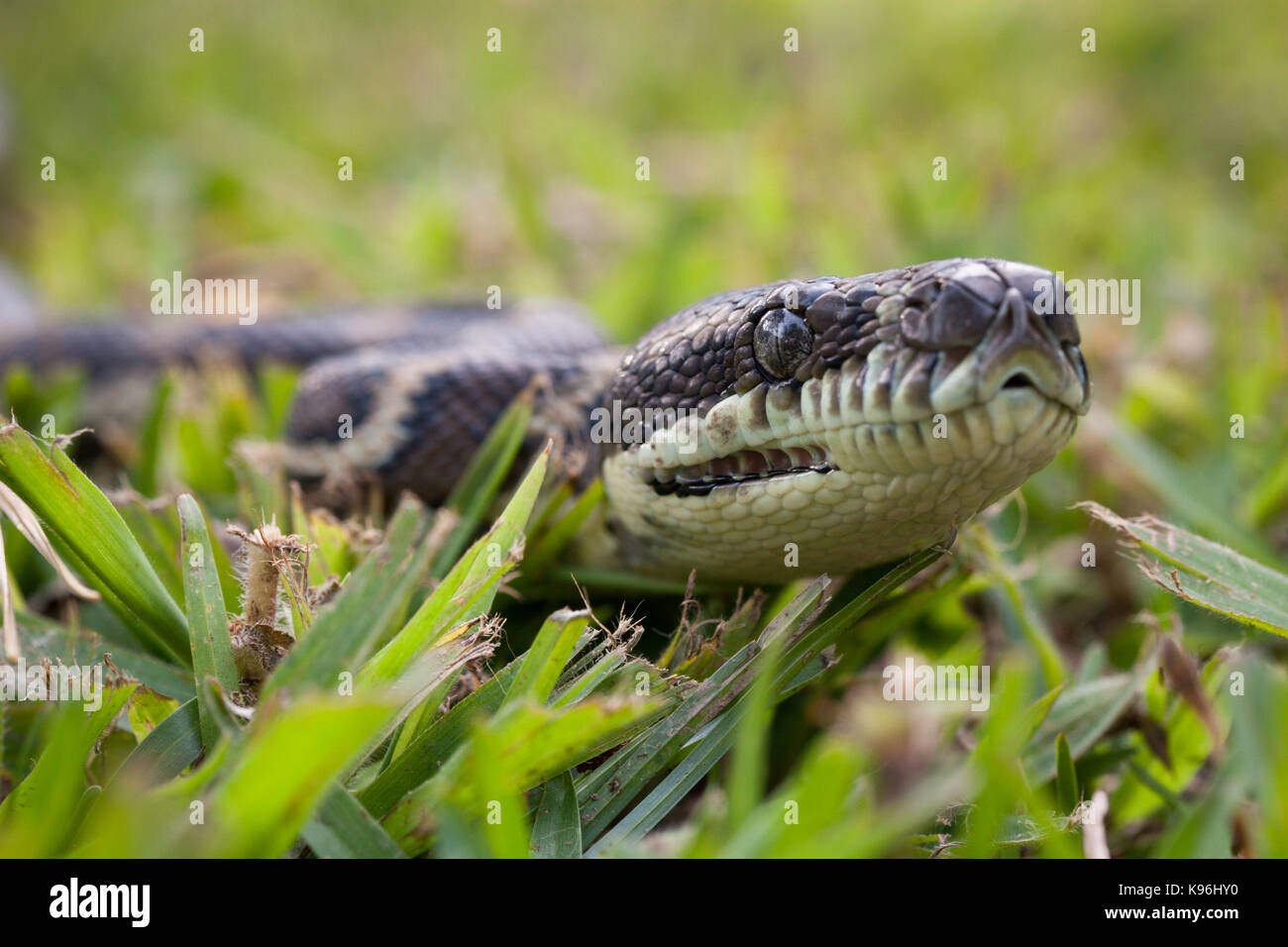 Tappeto costiere python (morelia spilota mcdowelli). hopkins creek. Nuovo Galles del Sud Australia. Foto Stock