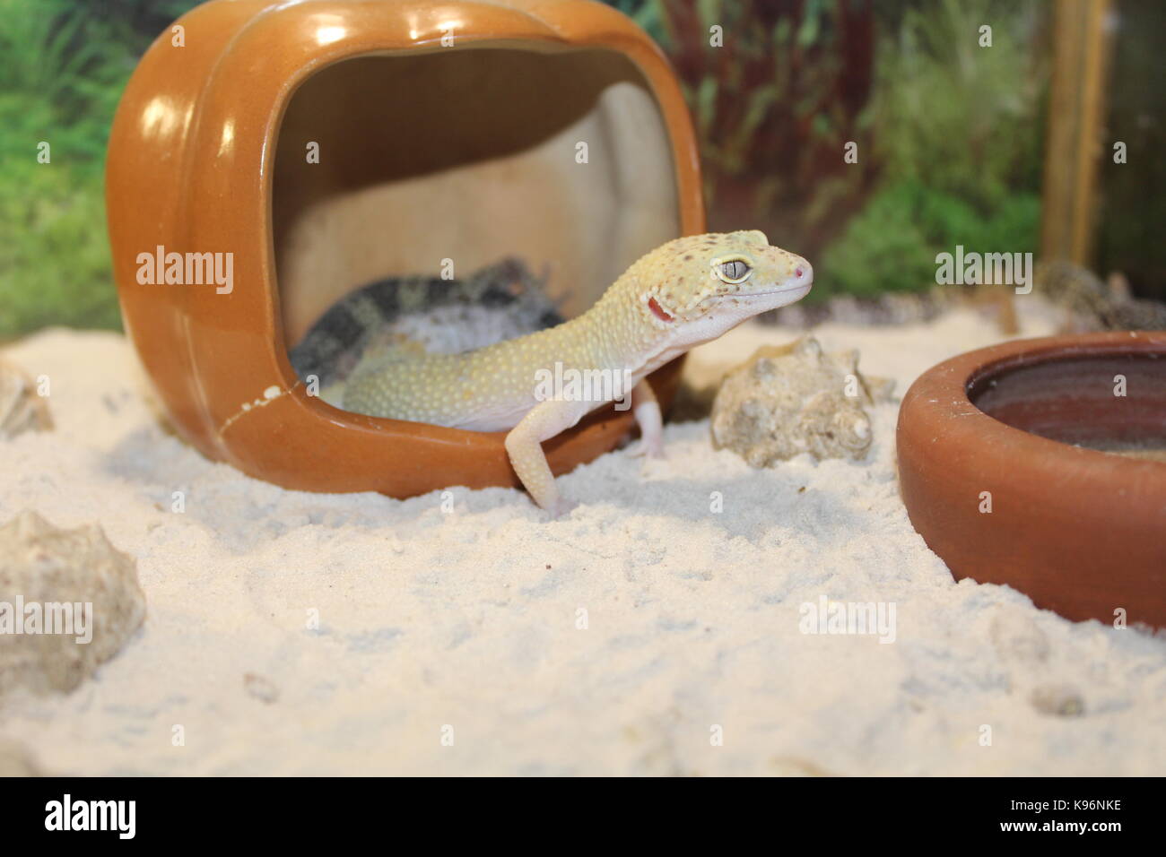 Animali Foto Stock