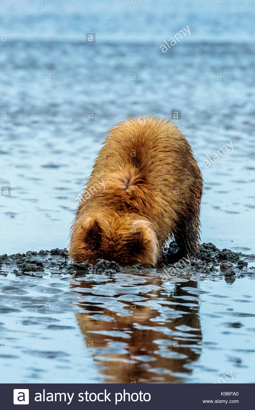 Coastal orsi bruni, Ursus arctos, di scavo e di mangiare vongole a stoppino il salmone Creek in Il Parco Nazionale del Lago Clark, Alaska. Foto Stock