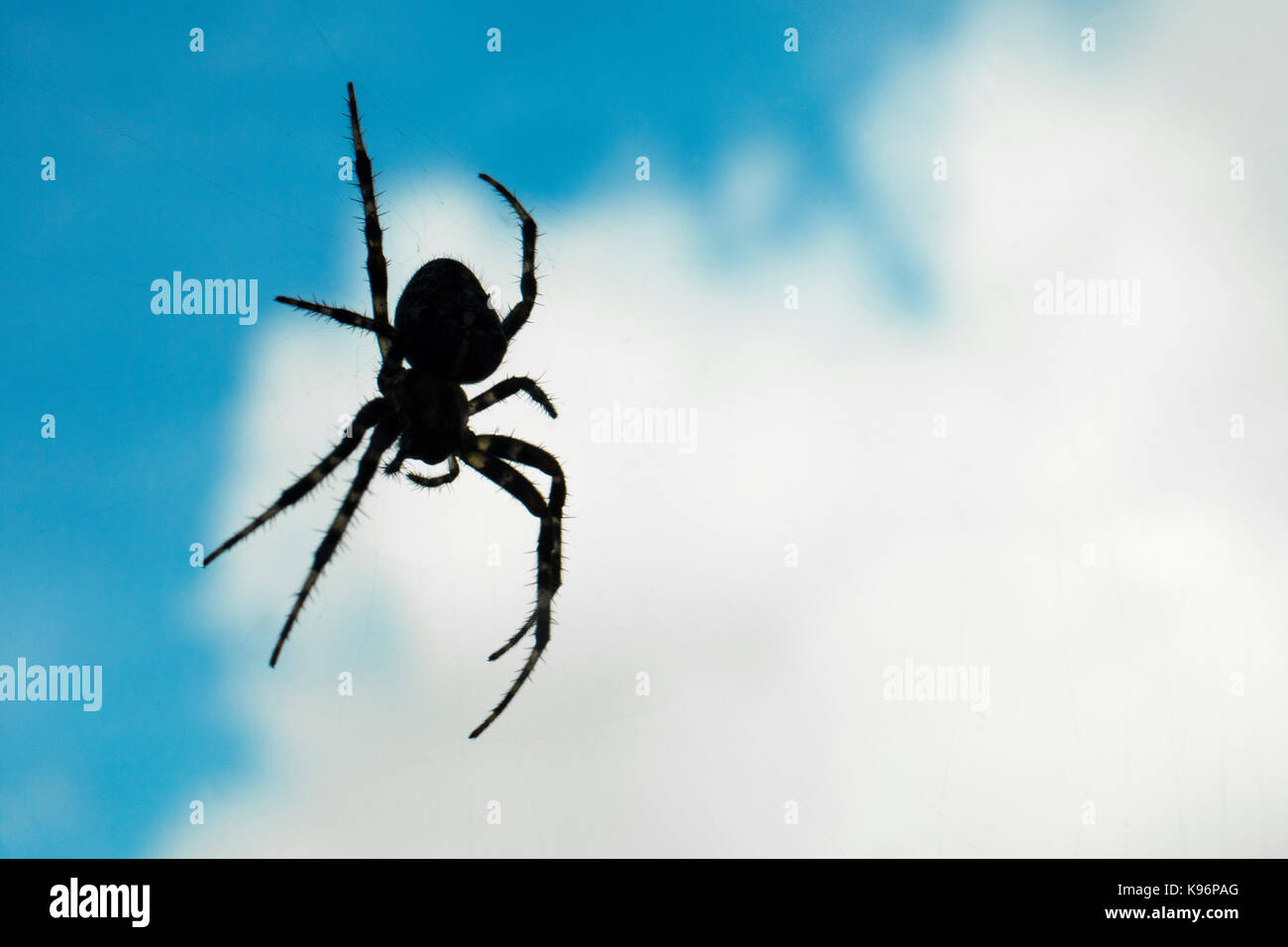 Forma di ragno appeso in aria nel cielo blu e nuvole bianche sfondo. Foto Stock