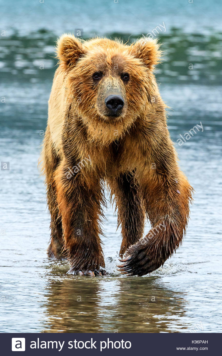 Zone costiere di orso bruno Ursus arctos, di scavo e di mangiare vongole a stoppino il salmone Creek in Il Parco Nazionale del Lago Clark, Alaska. Foto Stock