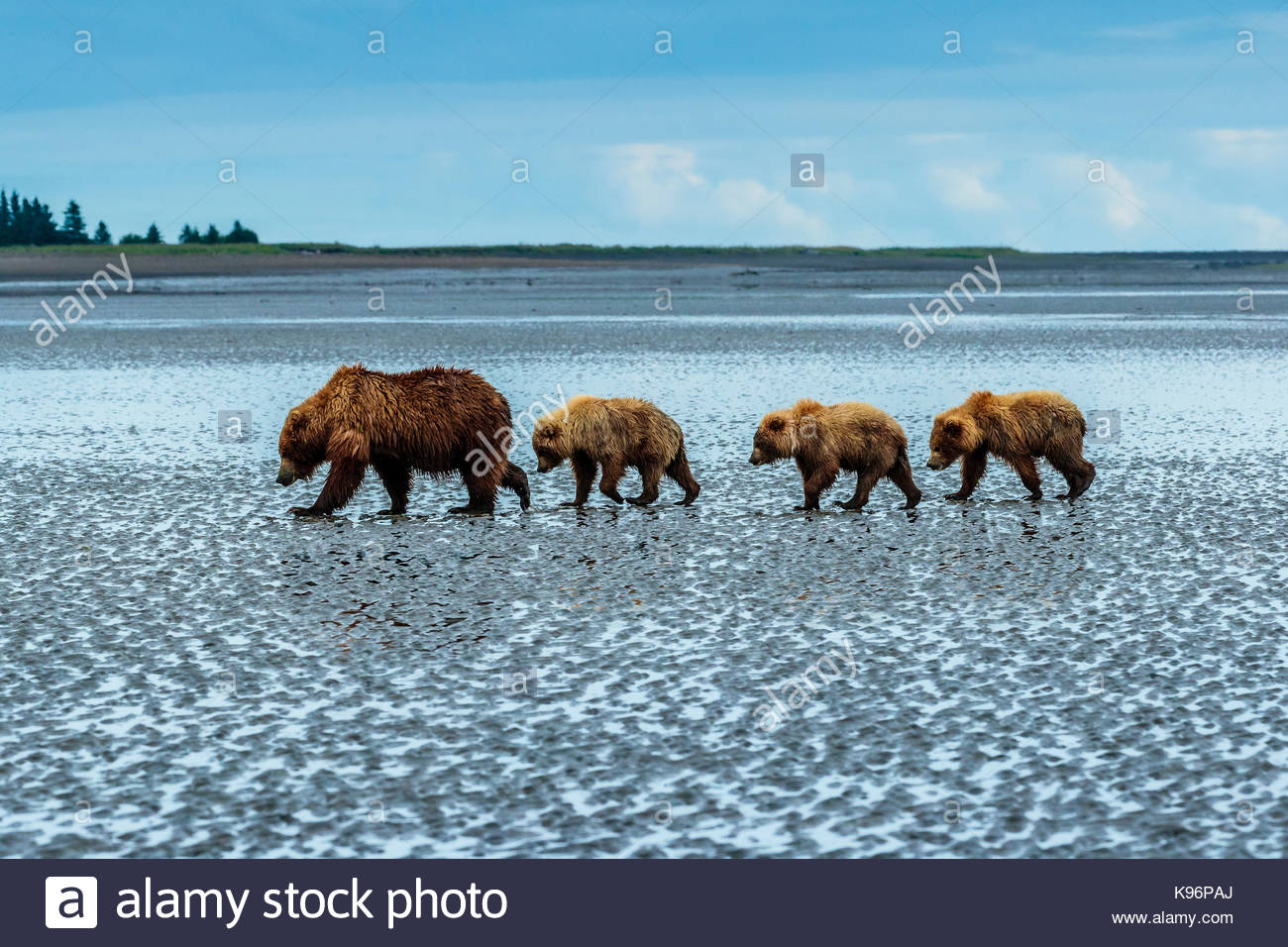 Coastal orsi bruni, Ursus arctos, camminando per un piatto di marea dopo lo scavo e mangiare vongole a stoppino il salmone Creek in Il Parco Nazionale del Lago Clark, Alaska. Foto Stock