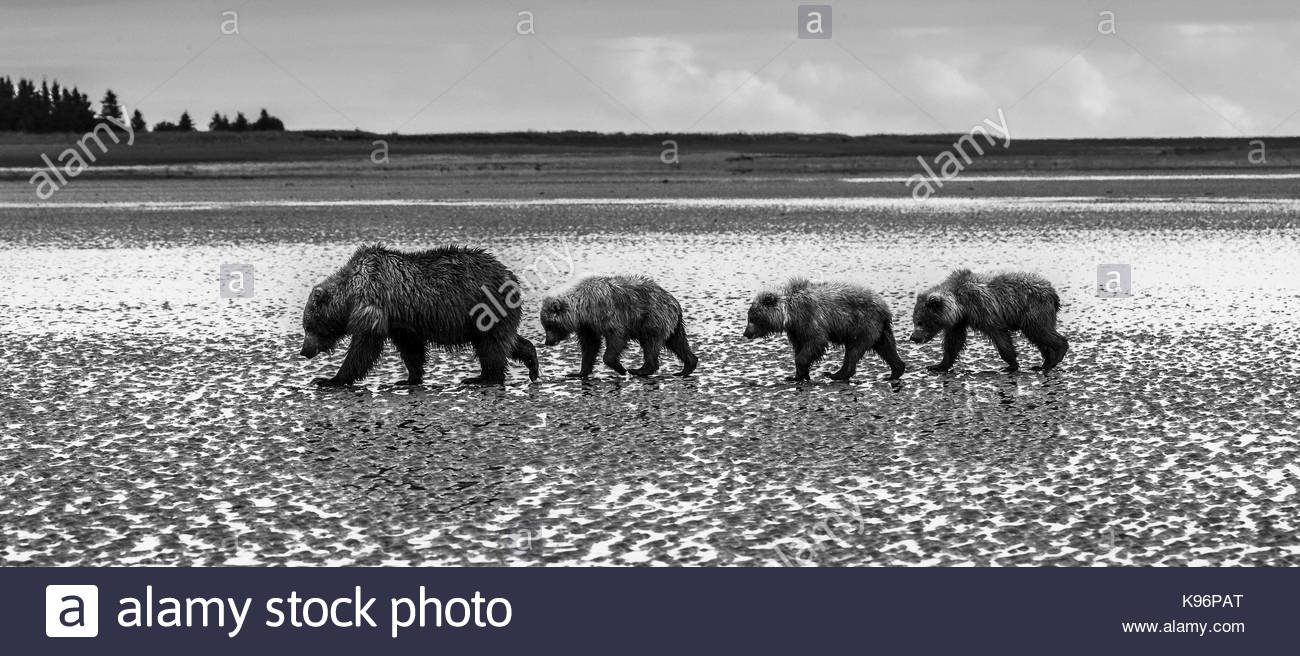 Coastal orsi bruni, Ursus arctos, camminando per un piatto di marea dopo lo scavo e mangiare vongole a stoppino il salmone Creek in Il Parco Nazionale del Lago Clark, Alaska. Foto Stock
