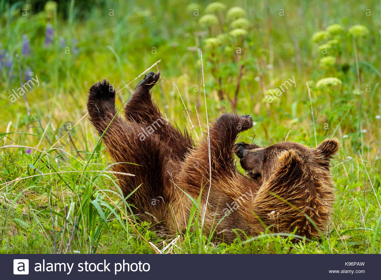 Playtime, costiere di orso bruno Ursus arctos, cub rotoli in erba a stoppino il salmone Creek in Il Parco Nazionale del Lago Clark, Alaska. Foto Stock