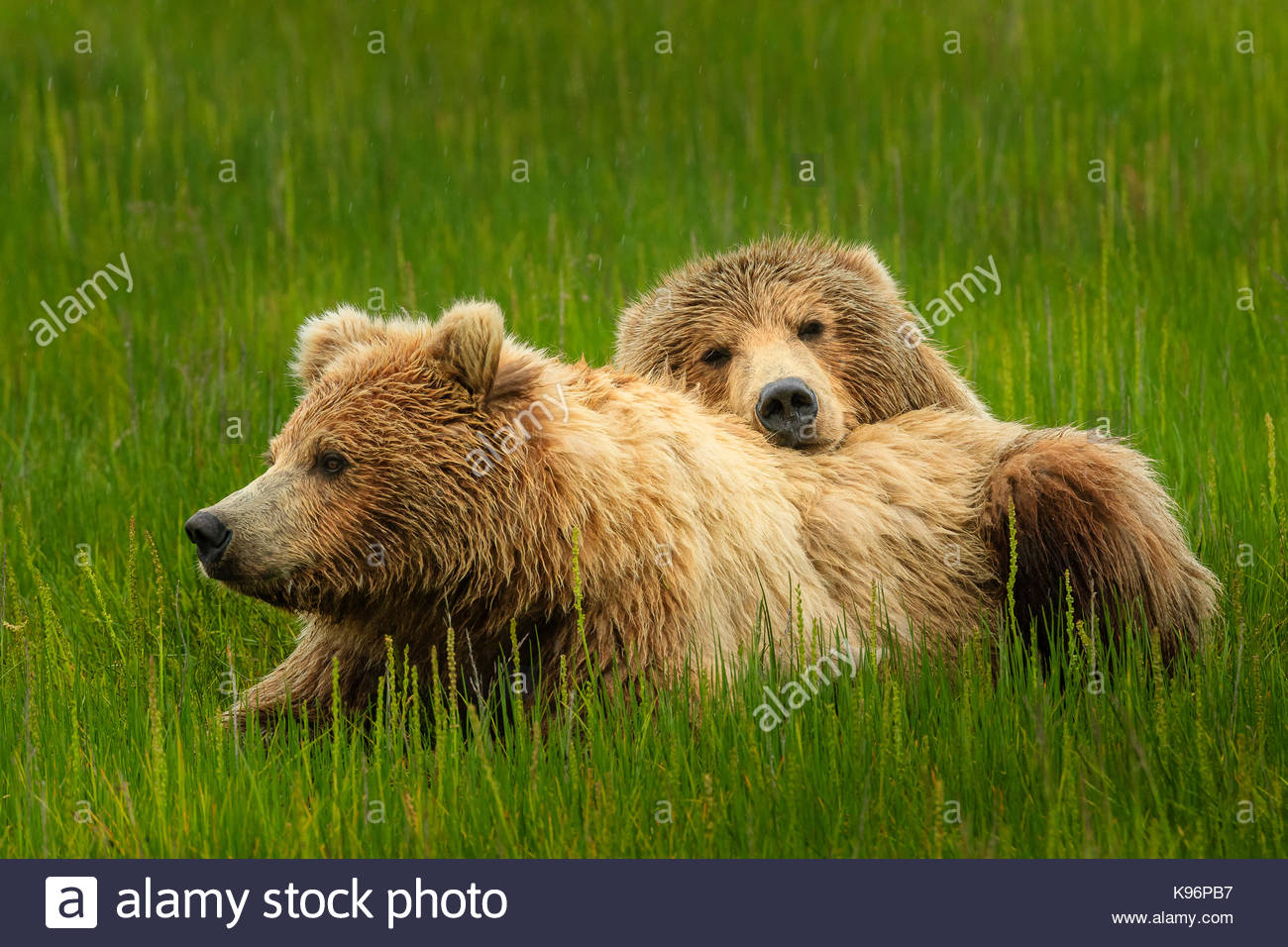 Coastal orsi bruni, Ursus arctos, resto in sedge prato di teletta Salmon Creek in Il Parco Nazionale del Lago Clark, Alaska. Foto Stock