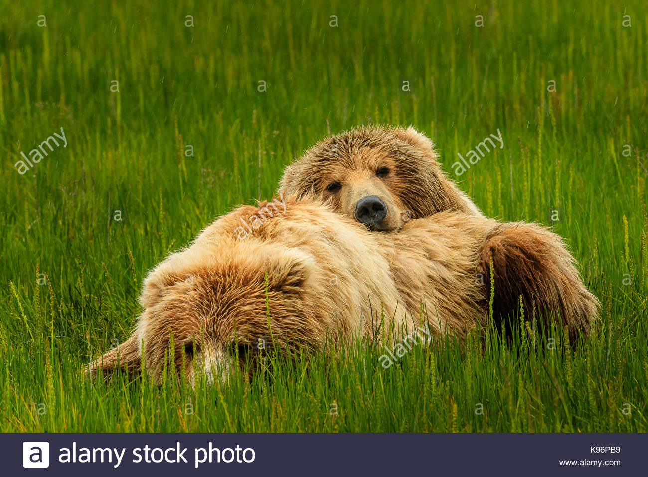 Coastal orsi bruni, Ursus arctos, resto in sedge prato di teletta Salmon Creek in Il Parco Nazionale del Lago Clark, Alaska. Foto Stock