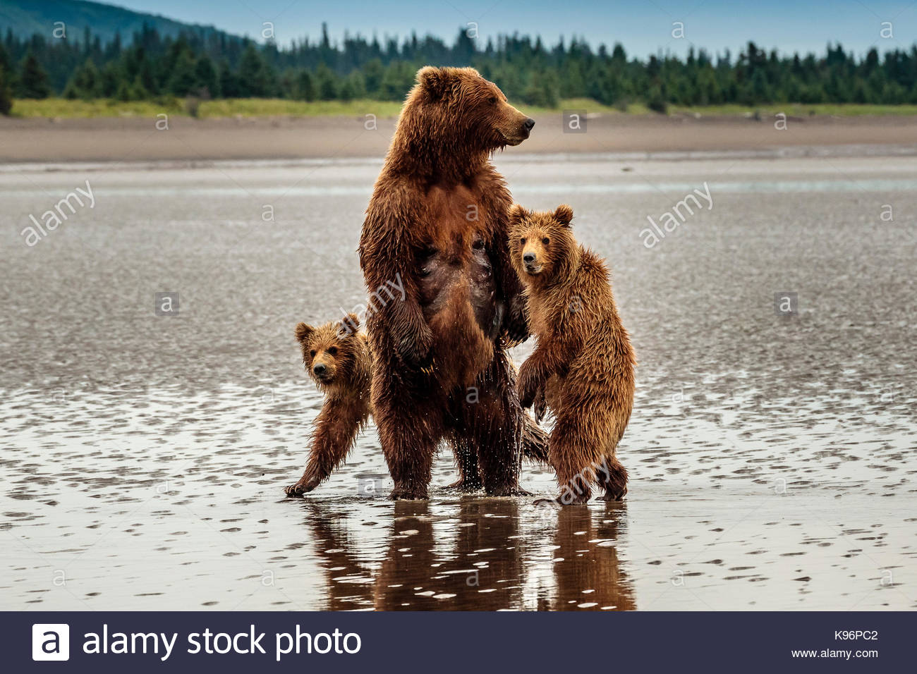 Zone costiere di orso bruno Ursus arctos, famiglia a stoppino il salmone Creek in Il Parco Nazionale del Lago Clark, Alaska. Foto Stock