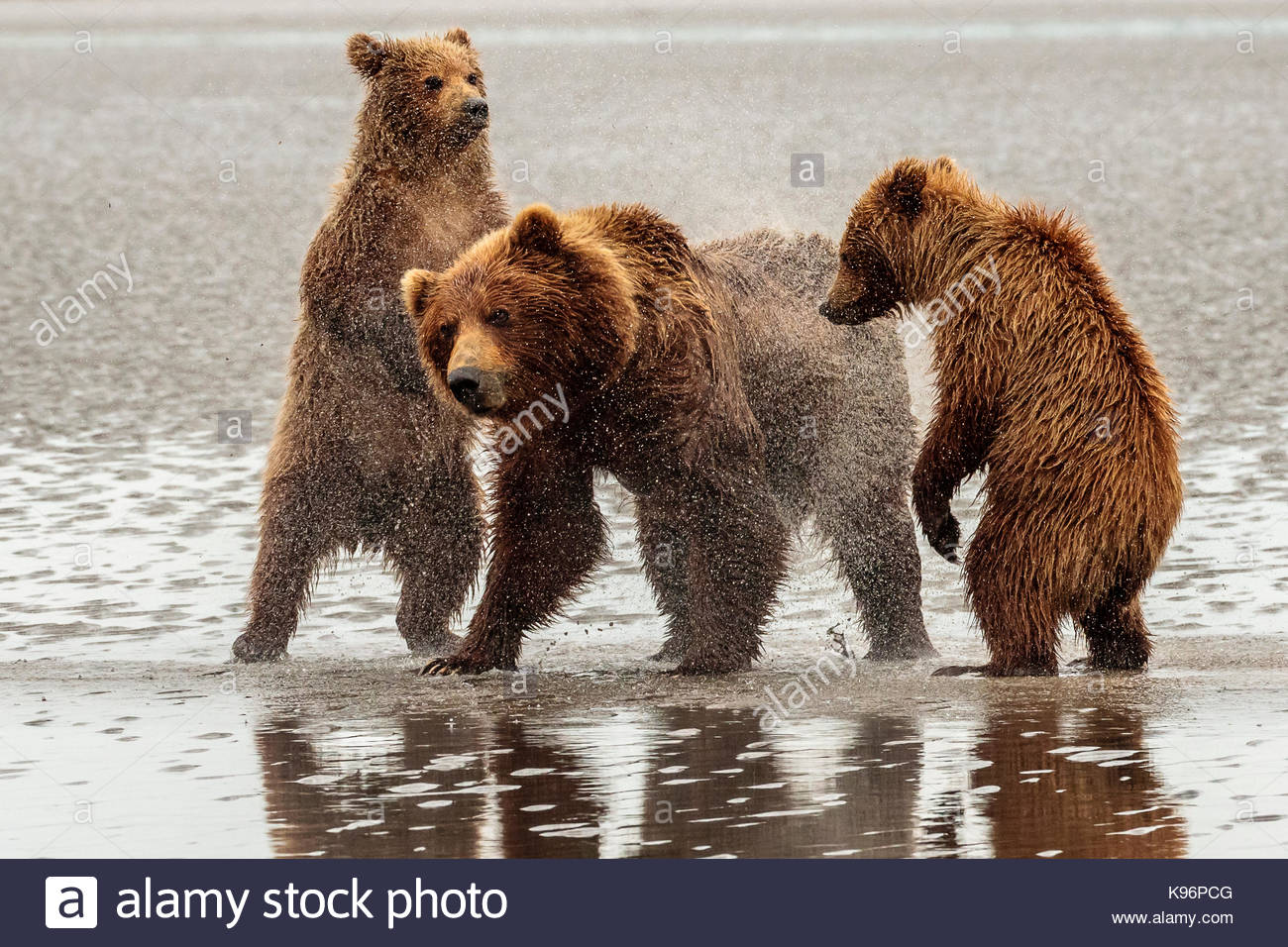 Zone costiere di orso bruno Ursus arctos, famiglia a stoppino il salmone Creek in Il Parco Nazionale del Lago Clark, Alaska. Foto Stock