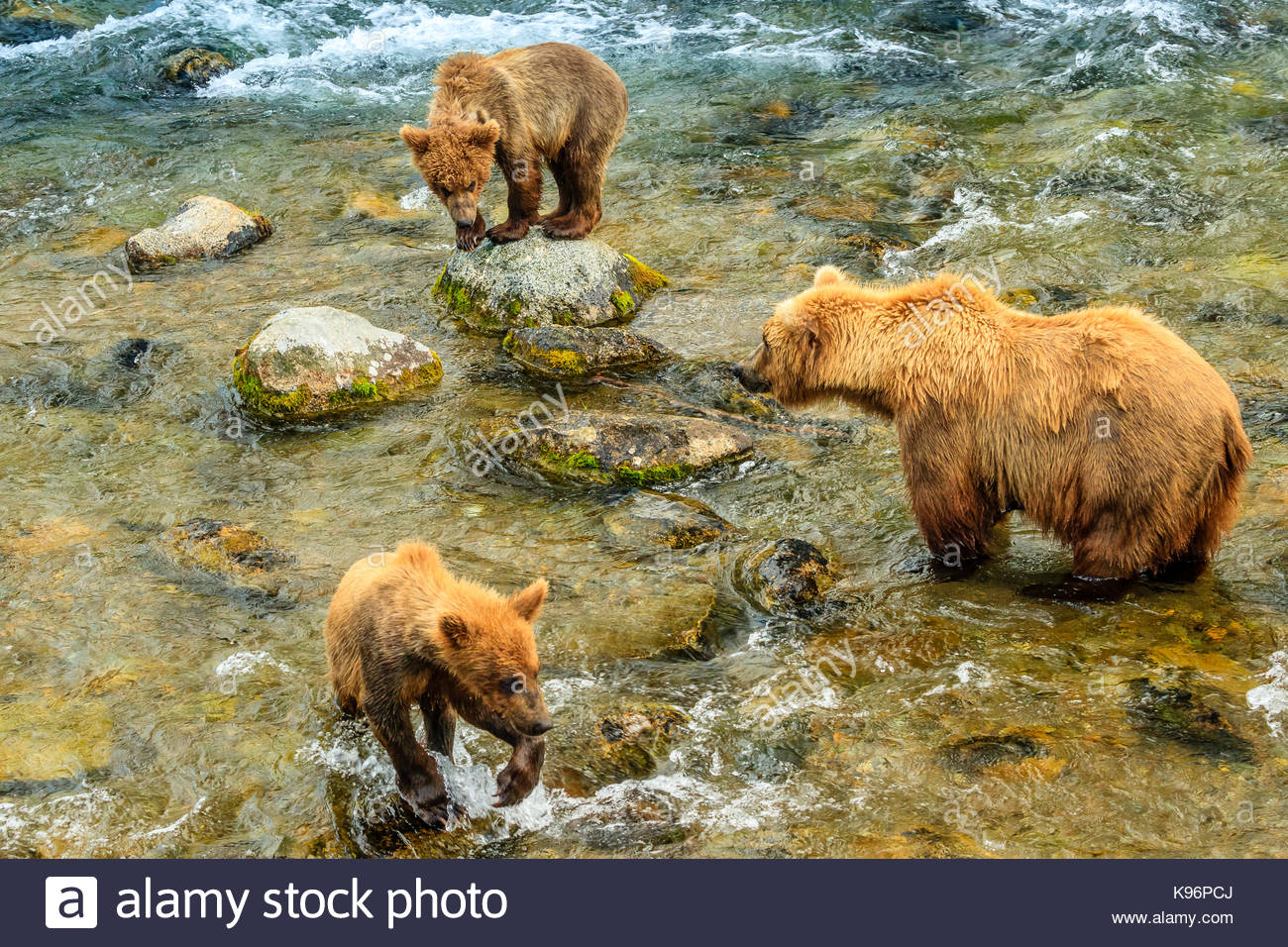 Orso bruno, Ursus arctos, la pesca al Salmone Sockeye sotto Brooks Falls. Foto Stock