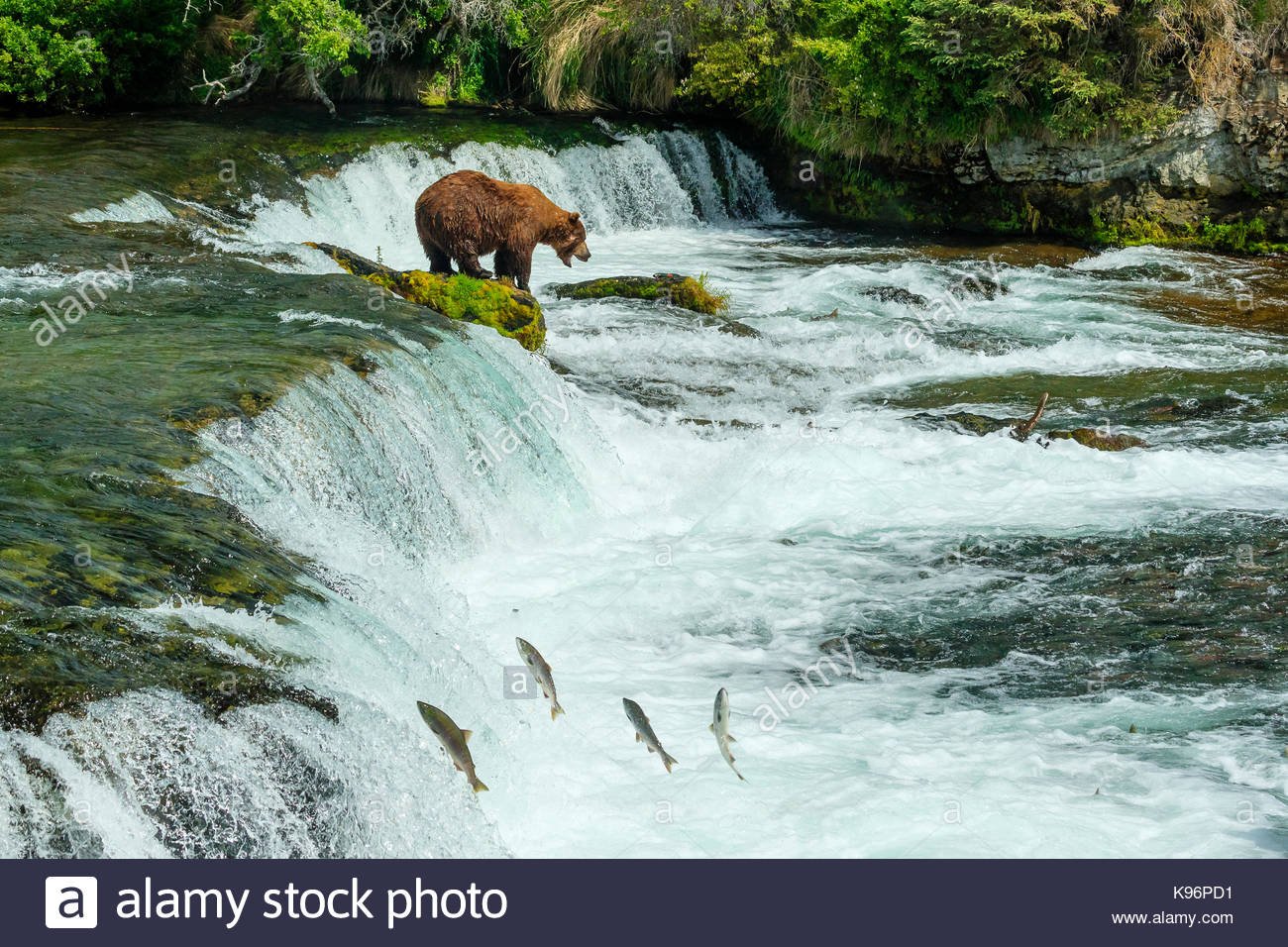 Orso bruno Ursus arctos, la pesca al Salmone Sockeye presso Brooks Falls. Foto Stock