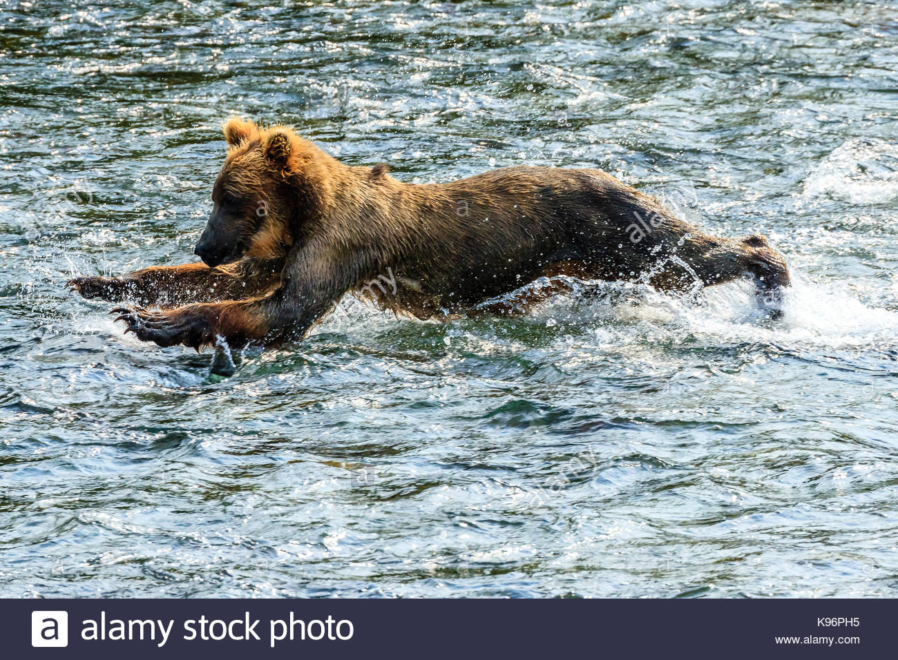 Yearling orso bruno Ursus arctos, per la pesca del salmone al di sotto di Brooks Falls. Foto Stock