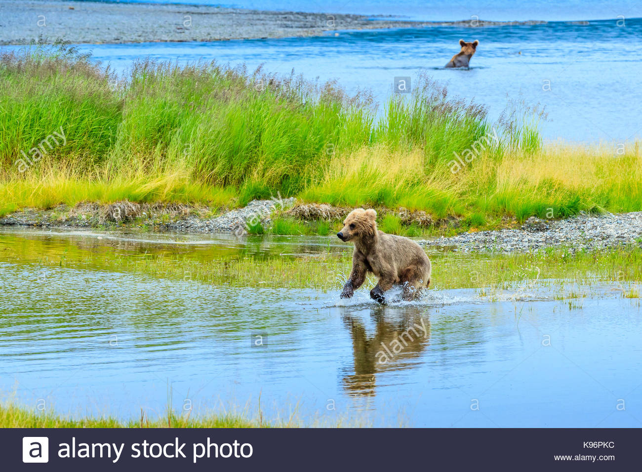I giovani di orso bruno Ursus arctos, corre nel fiume Brooks. Foto Stock