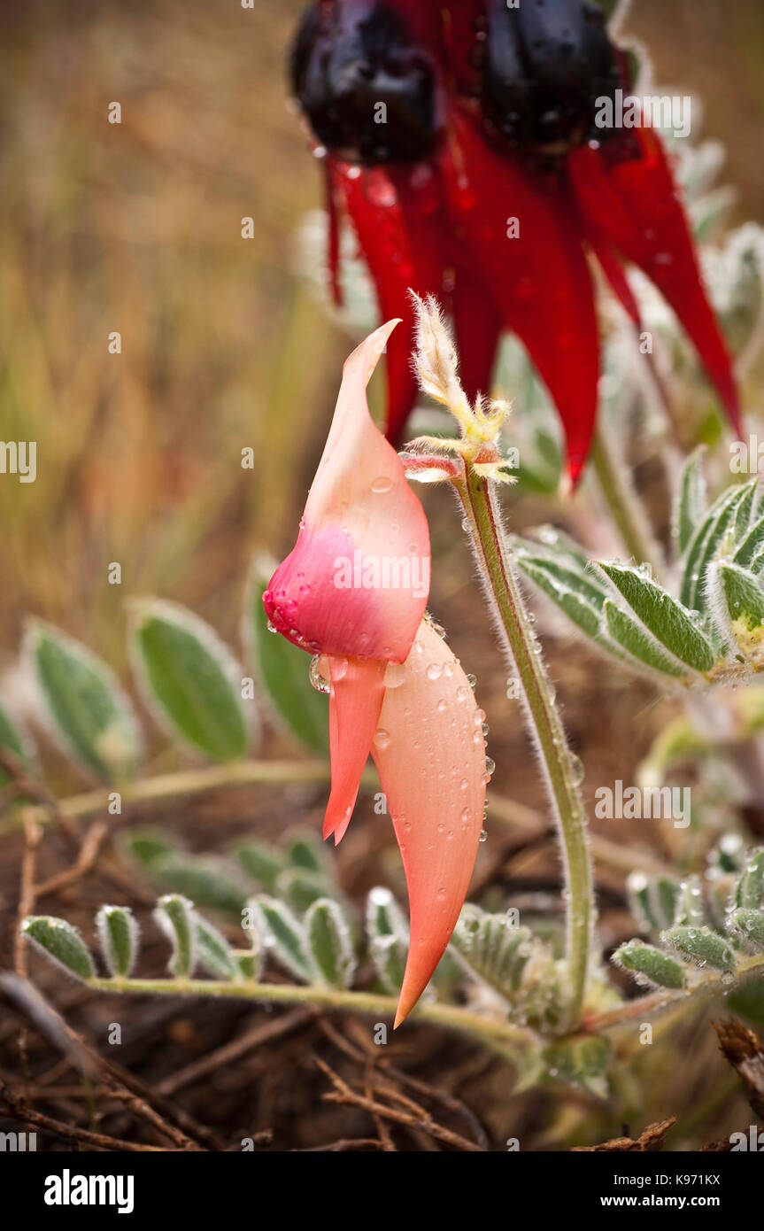 Rosa pallido versione del normalmente profondo rosso deserto Sturts pisello, spettacolare fiore nativo di semi aride regioni dell Australia. Foto Stock