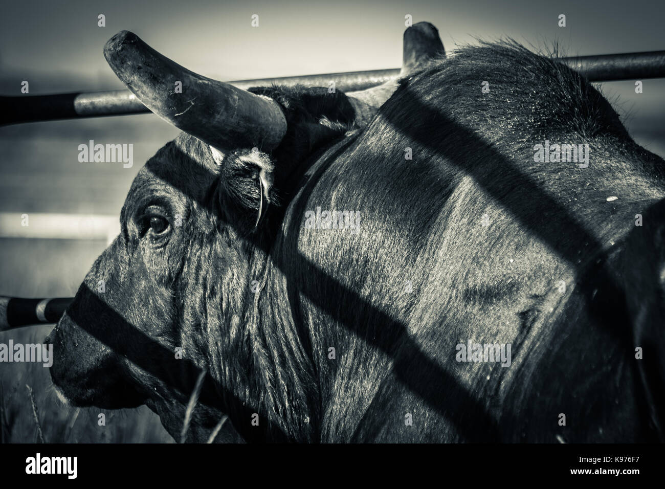 Brama bull rodeo stock Foto Stock