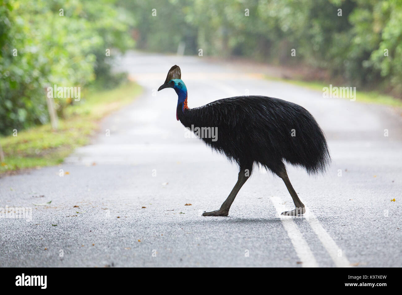 Casuario meridionale (Casuarius casuarius) attraversando una strada nel Parco Nazionale Daintree, Queensland Foto Stock