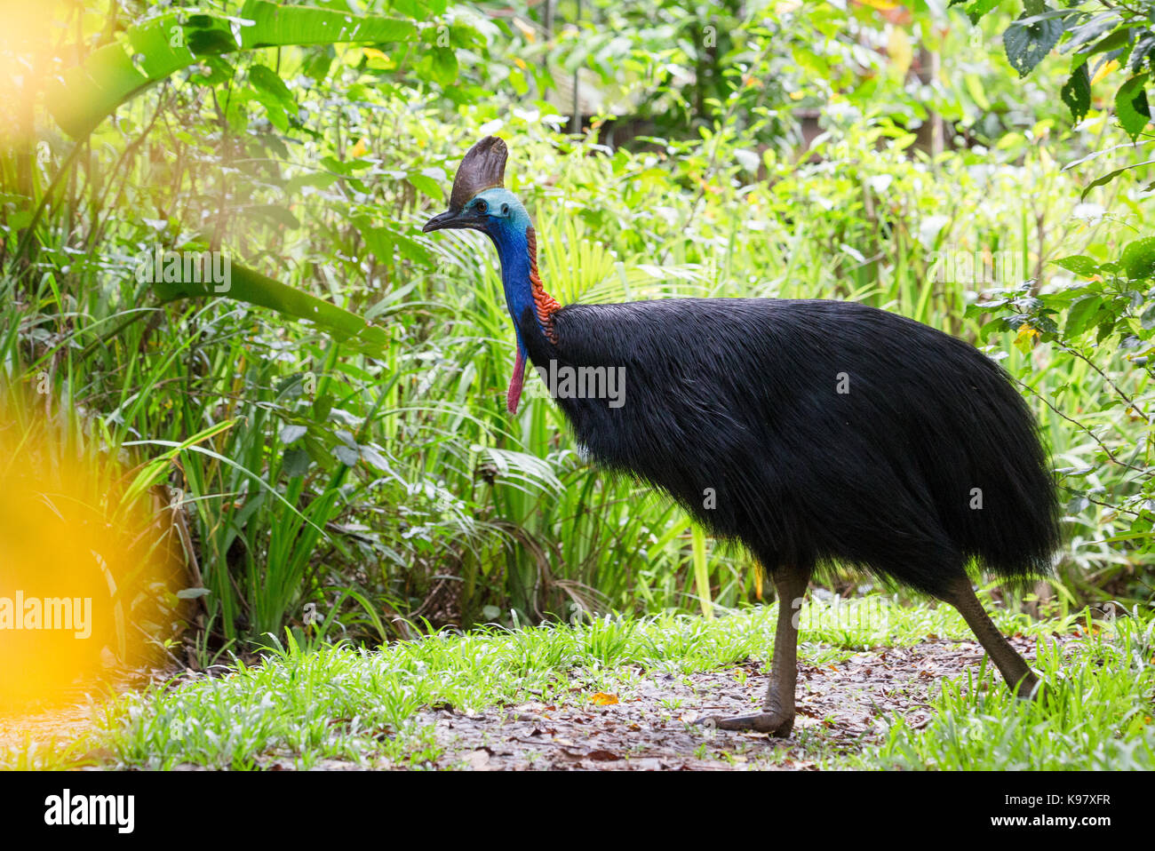 Casuario meridionale (Casuarius casuarius), Parco Nazionale Daintree, Queensland Foto Stock