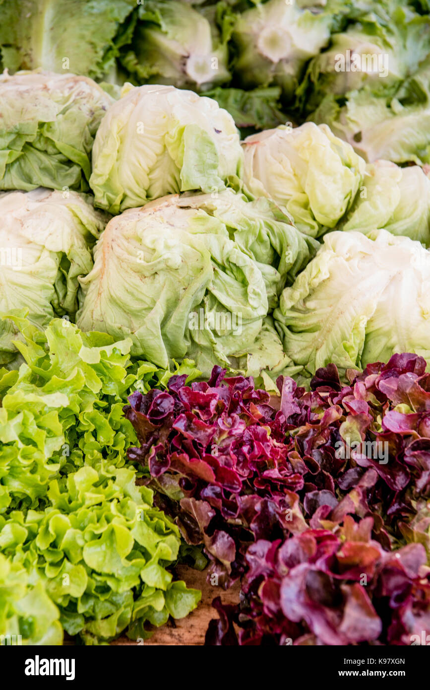 Cumulo di verde e rosso insalata gentilina e romain lattuga su stallo di mercato Foto Stock