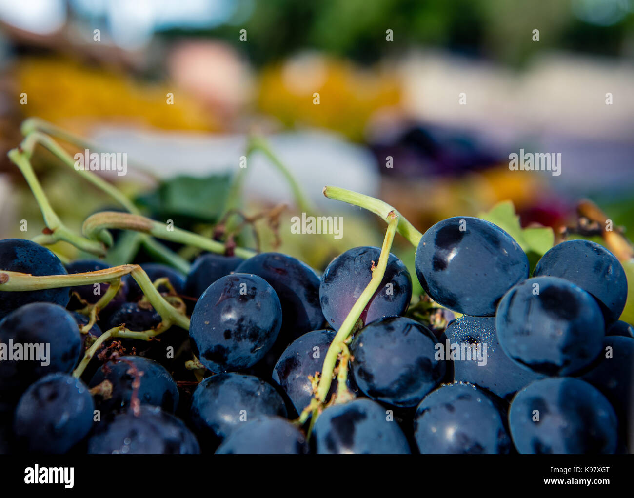 Uva nera vicino, mazzo di frutta concentrata selettiva Foto Stock